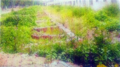 李可福及弟私自毁坏的青银高速绿化带