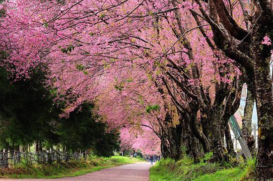 泰国的“樱花谷”