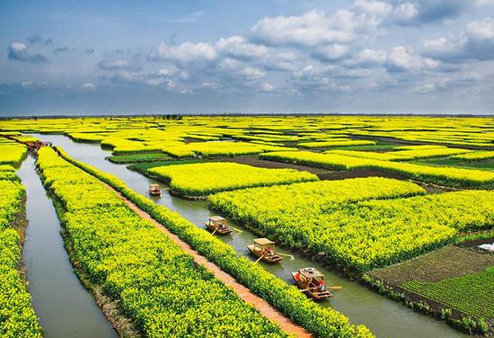 兴化种植油菜花已经有着超750年的历史