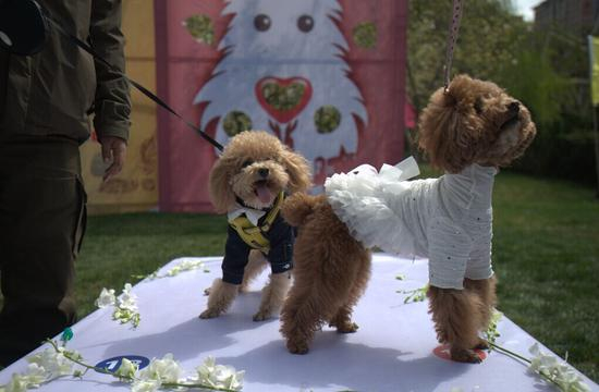 单身狗不再单身