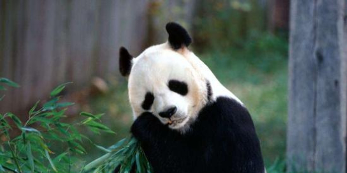 我们对大熊猫的五个误解 不温顺很好斗 手机新浪网