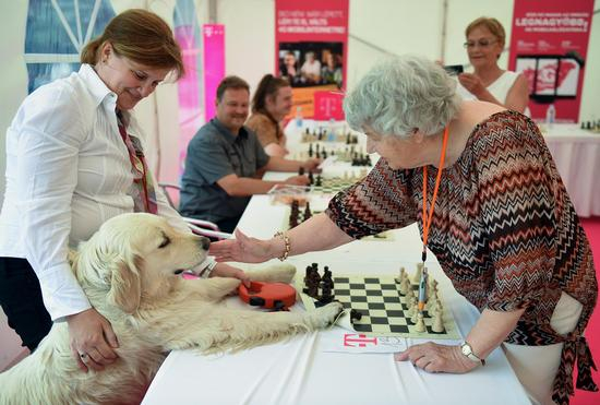 与一位对手的爱犬