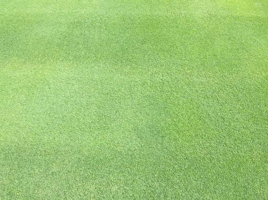 球道像抹茶蛋糕