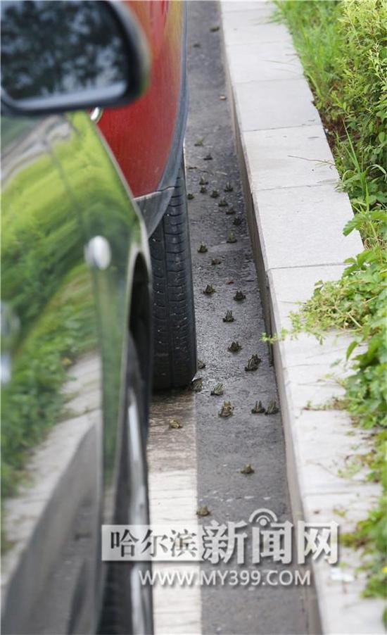 雨后近万蟾蜍“漫步”