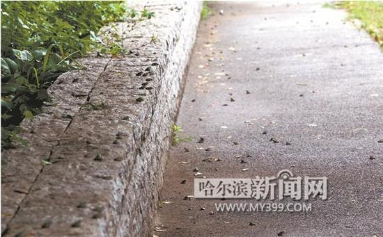 雨后近万蟾蜍“漫步”