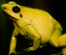 金毒镖蛙：这是一种颜色亮丽、却可以致命的两栖动物。这种蛙皮肤中的毒液量足以杀死100个人。