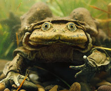 　　的的喀喀湖水蛙：这种两栖动物只发现于南美的的的喀喀湖中。在进化过程中，它们的肺活量不断下降，因此它们的皮肤皱折也能够帮助呼吸。研究发现，的的喀喀湖水蛙会在湖底做“俯卧撑”以增大流经皮肤的水流，从而获得更多的氧气。