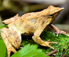 　　达尔文蛙：达尔文蛙以其发现者、进化论奠基人达尔文命名。雄性达尔文蛙也许是自然界最温情的父亲，它们将自己的蝌蚪含在喉咙中孵化，直到从嘴中吐出年幼的小青蛙。