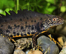 　　大冠蝾螈：在欧洲，大冠蝾螈数量急剧下降。在繁育季节，它们的冠部会增大；此外它们还会改变自己的身体形状。所有这一切都是为了给潜在的交配对象一个好印象。