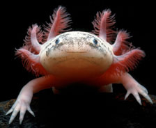 　　蝾螈：在两栖动物中，只有蝾螈永远保持童颜。从幼年起，它们就不再生长，在其一生中都保留有蝌蚪状脊鳍，脑后有凸出的羽状腮。