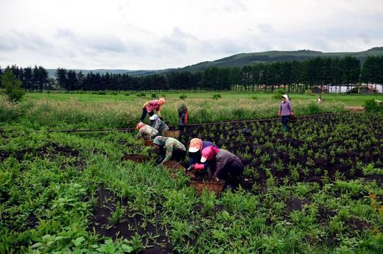桦木沟林场培育了上百万株樟子松、云杉苗木，卖不掉，但仍要花钱管护。摄影/章轲