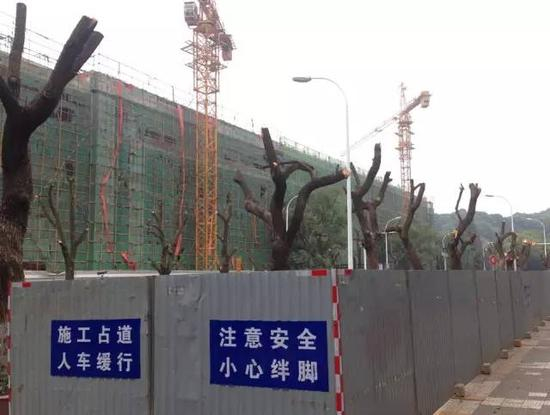 被“齐头砍下”的绿化树 图/涂飞