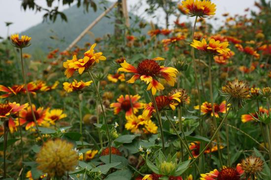 山间花朵很美。