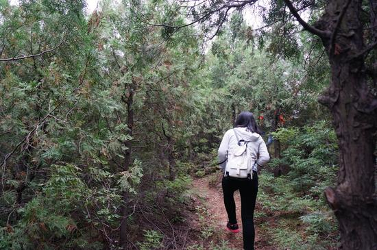 赛道中一段树林。