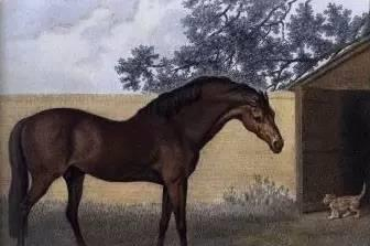 （▲高多芬阿拉伯；画家George Stubbs）