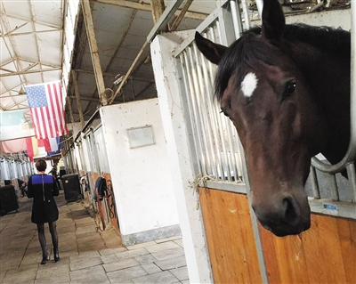 昨日，事发马场仍在进行马术培训，并有工作人员照看马匹。 本版摄影/新京报记者 林野