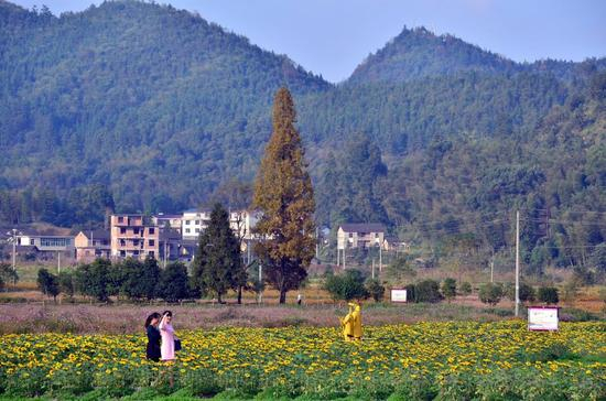 罗浮林场的300亩花海基地。摄影/章轲