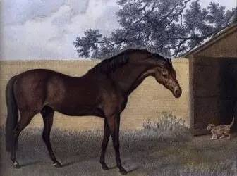 1729年的高多芬阿拉伯 （Godolphin Arabian）