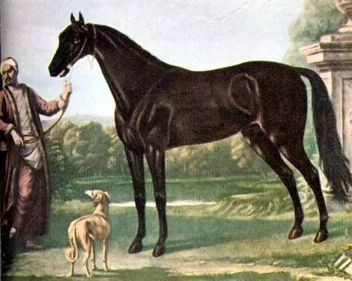 1680年拜尔土耳其 （Byerley Turk）