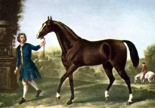 1704年达利阿拉伯 （Darley Arabian）