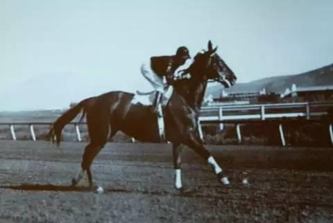 澳大利亚赛马史上最著名的赛马Phar Lap。 ABC licensed