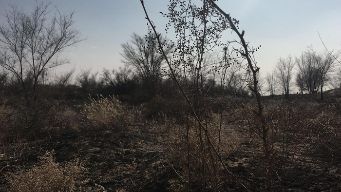 王银吉在沙漠种下的植被。新京报记者 张羽 摄