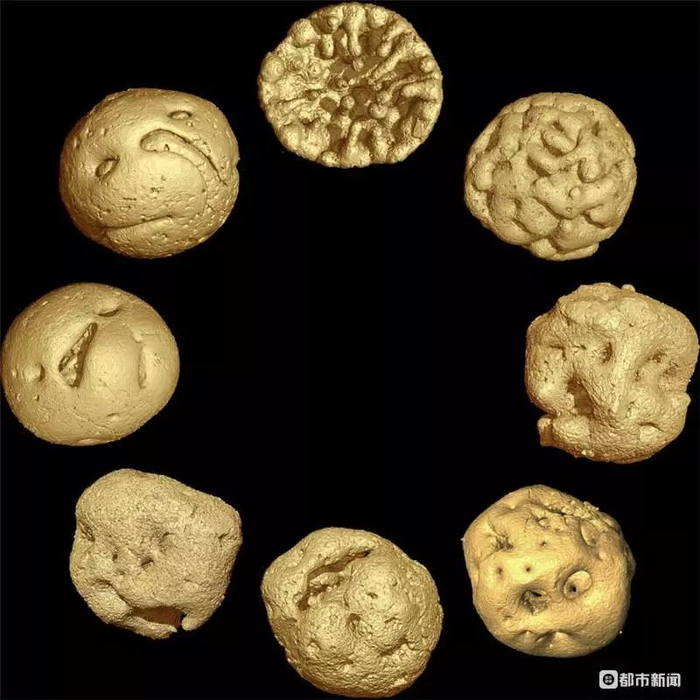 笼脊球的生命周期