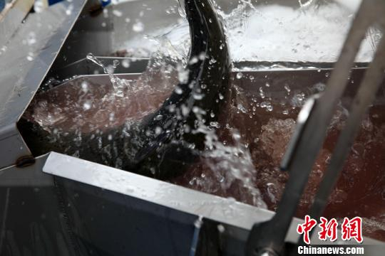 图为捕捞的三文鱼（虹鳟鱼）。　张添福 摄