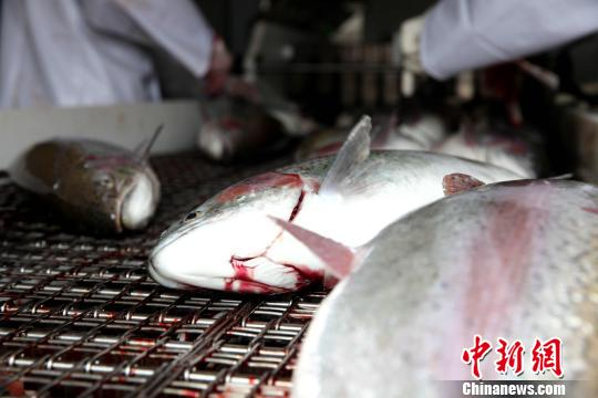 图为已捕杀的三文鱼（虹鳟鱼）。　张添福 摄