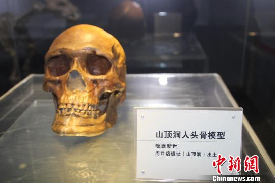 晚更新世的山顶洞人头骨模型。　徐巧明 摄