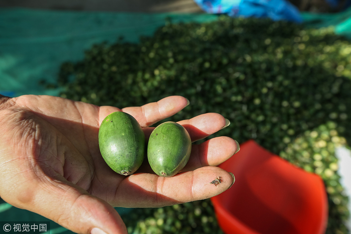 　　2018年11月，位于海南省琼中黎族苗族自治县的琼中荣岛槟榔产销专业合作的槟榔收购站，农户把槟榔鲜果装袋。图片来源：视觉中国