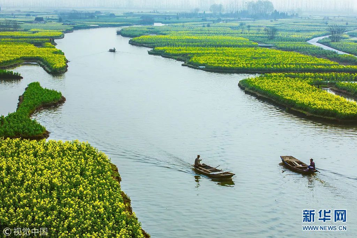 （图为泰州千岛菜花景色）