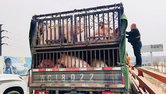 松花江上的运猪车 摄影：赵晓娟