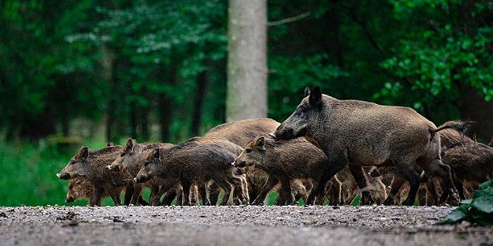 国家林草局部署防控野猪非洲猪瘟,强化人工繁