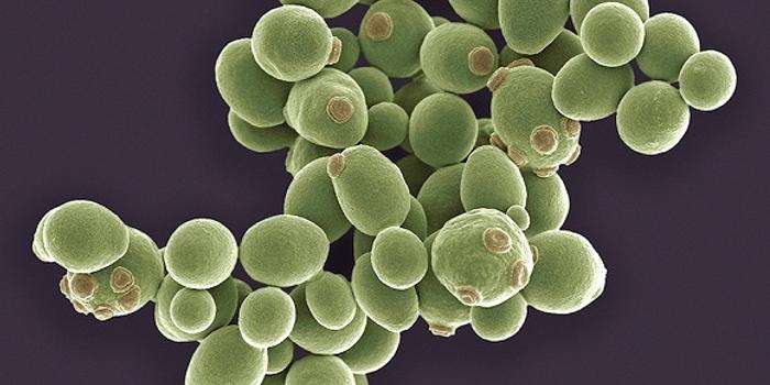 超级真菌席卷五大洲,抗生素滥用再次引发担忧