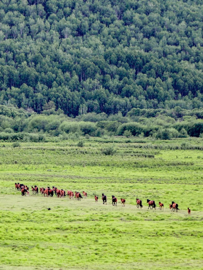 呼伦贝尔的疏林草原，摄影师@Scorpion/星球研究所