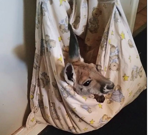 年幼的袋鼠罗科早前被佩尔万收养。（每日邮报）