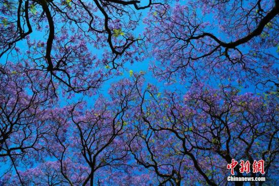 资料图片：南非首都比勒陀利亚街头蓝花楹景观。中新社记者 王曦 摄