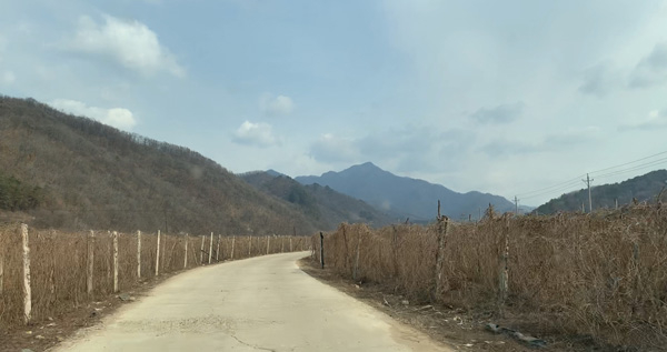 在去马端斌家的路上，当地村民种满了五味子。&nbsp; 澎湃新闻记者 马作鹏 图