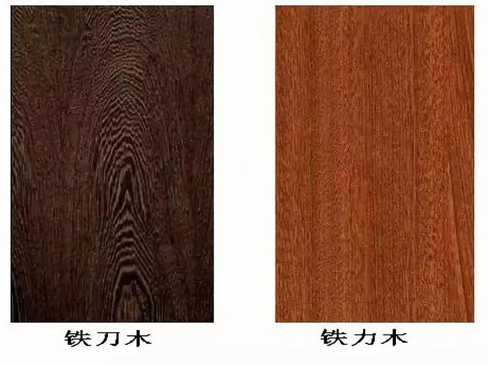 知识 ｜ 铁刀木与铁力木的区别