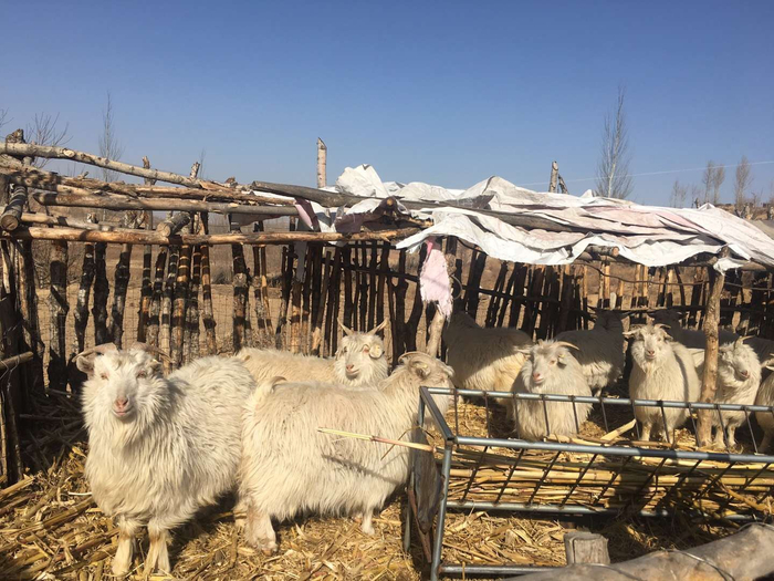 　　2018年1月31日，陕西榆林市横山区，“千亿矿权案”波罗井田所在村庄，处于毛乌素沙漠和黄土高原交汇处。上图为村民家中养的羊。新京报记者 王婧祎 摄
