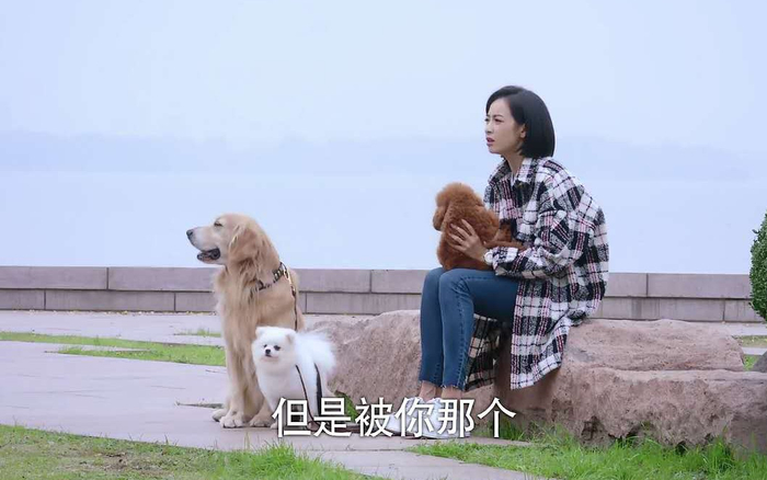 《下一站是幸福》的狗狗们。图片来自网络 