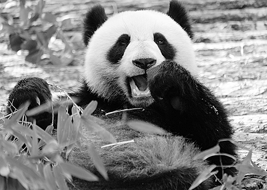  今年丁丁和如意在莫斯科动物园过了生日。