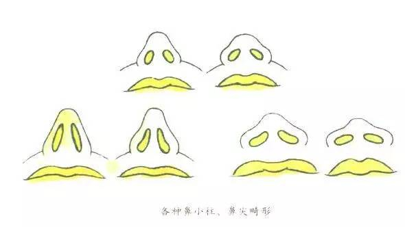 鼻小柱