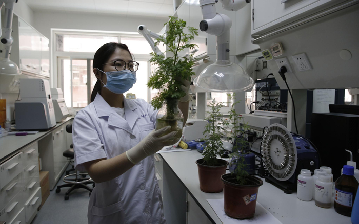 研究人员观察培育的青蒿。新京报记者 侯少卿 摄