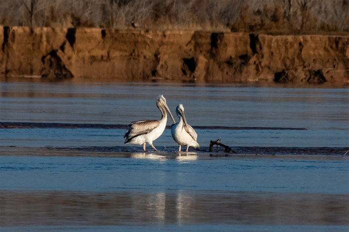 站在黄河中的卷羽鹈鹕。祁瀛涛 摄