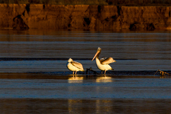 站在黄河中的卷羽鹈鹕。祁瀛涛 摄