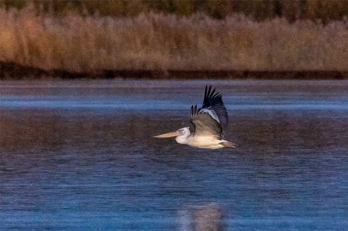 飞行中的卷羽鹈鹕。祁瀛涛 摄