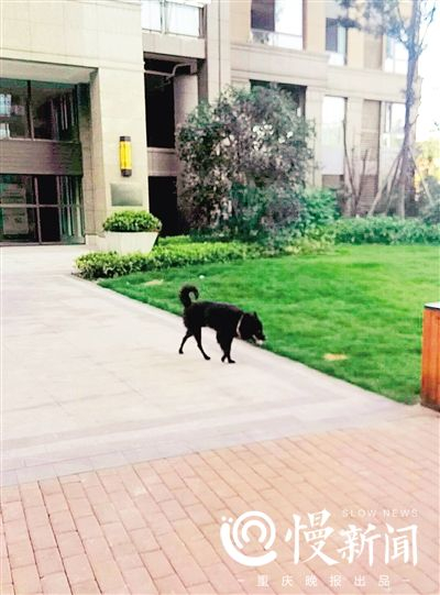 没拴绳子的狗狗