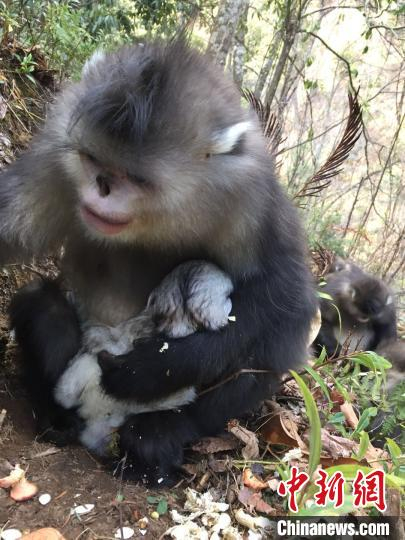 图为母猴春分诞下婴猴。　赖建东 摄